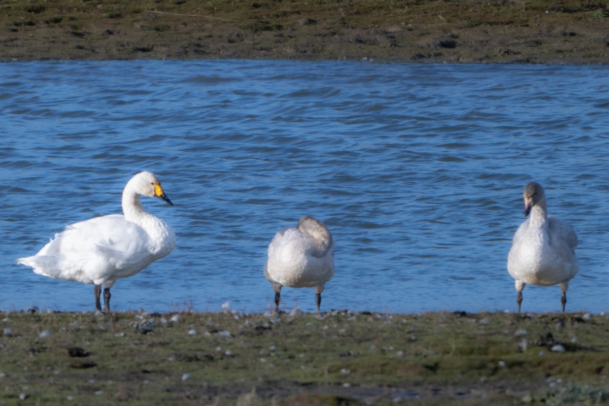 Tundra Swan - ML646409250