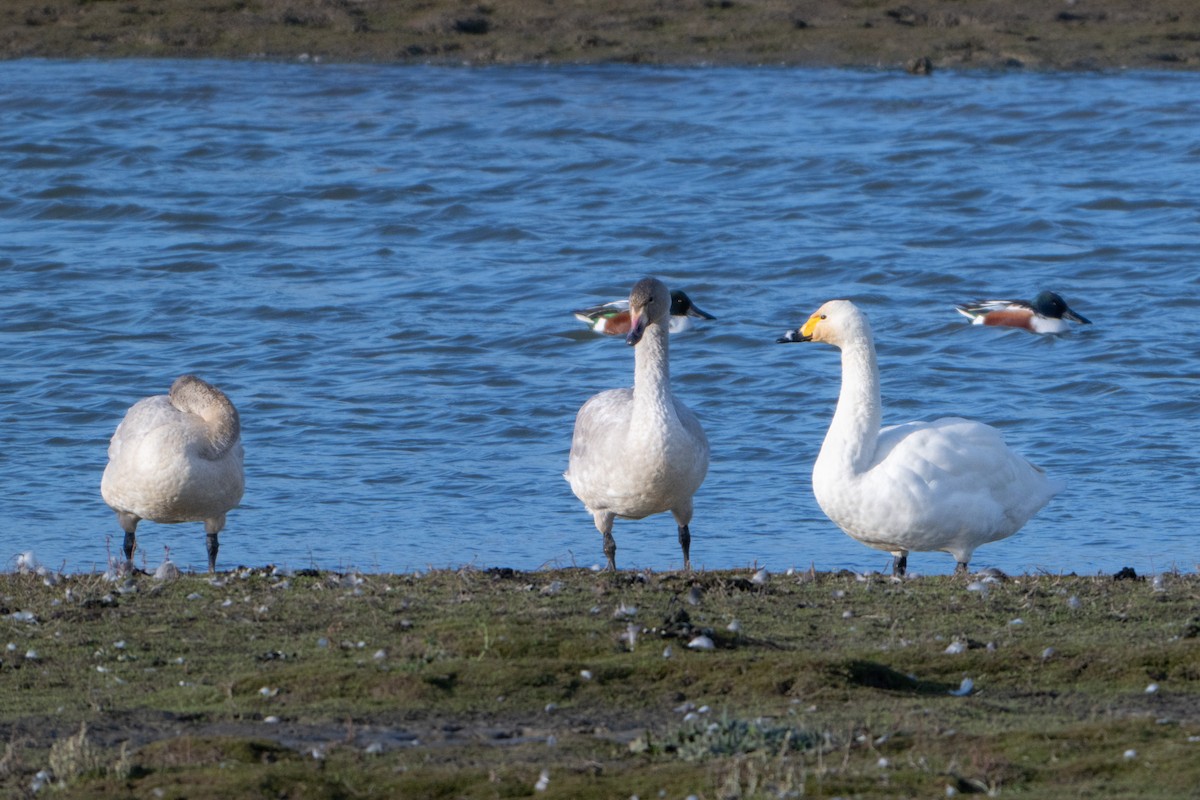 Tundra Swan - ML646409251