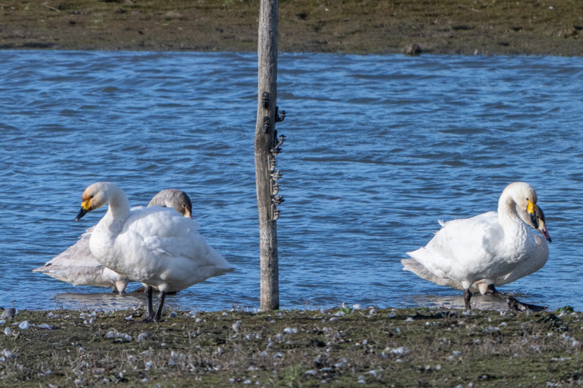 Tundra Swan - ML646409252