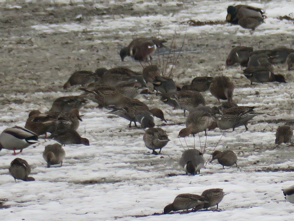 American Wigeon - ML646409253