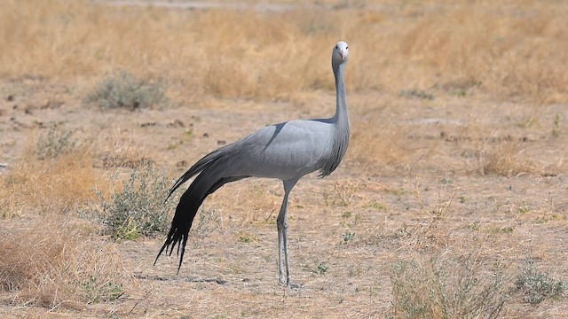 Журавель блакитний - ML646409254