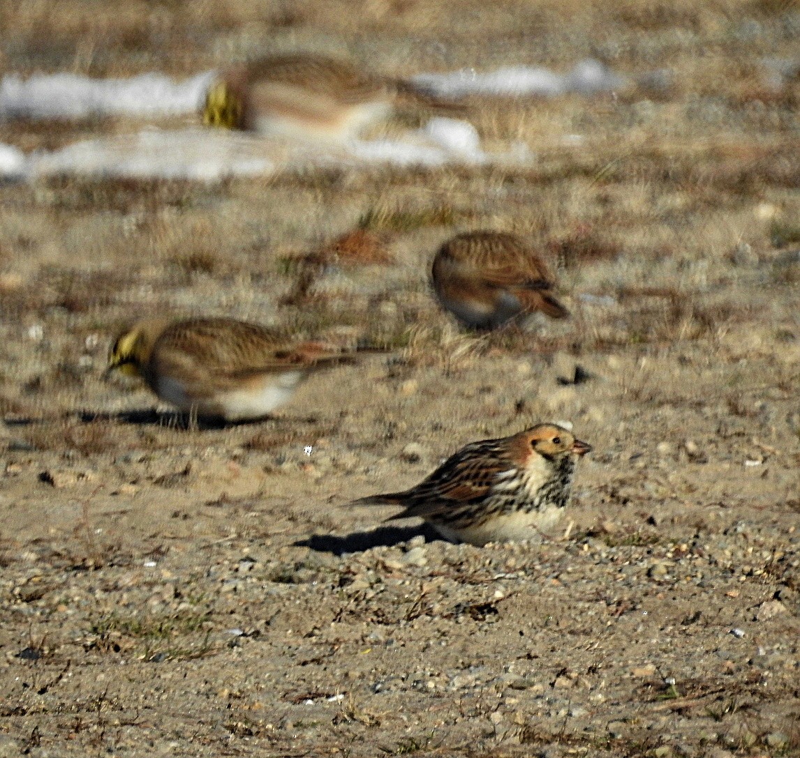Lapland Longspur - ML646409255