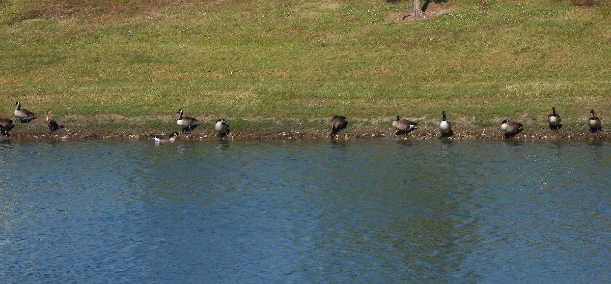 Canada Goose - ML646409256