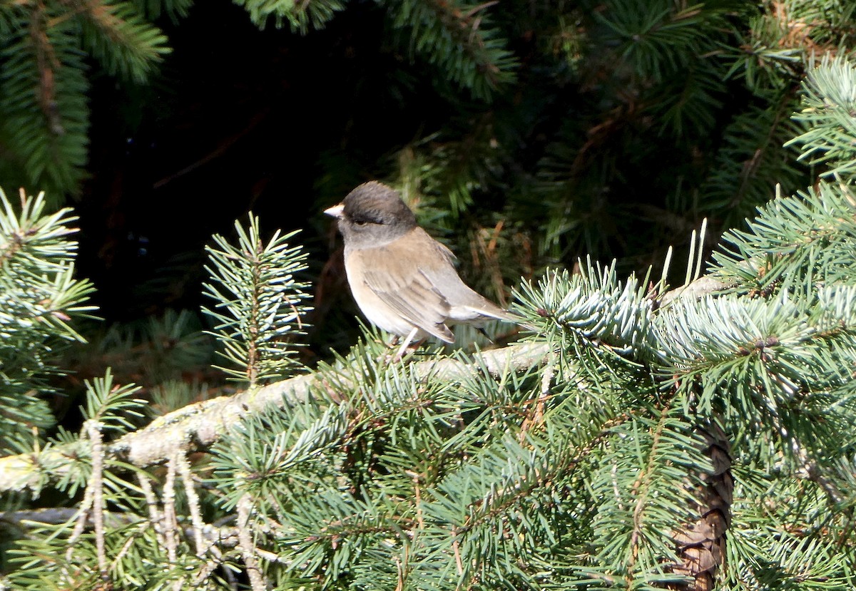 Dark-eyed Junco - ML646409261