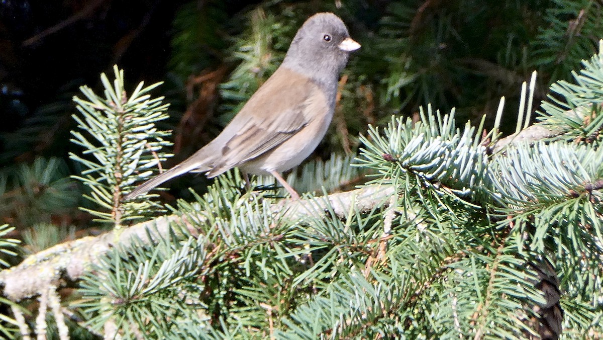 Dark-eyed Junco - ML646409262
