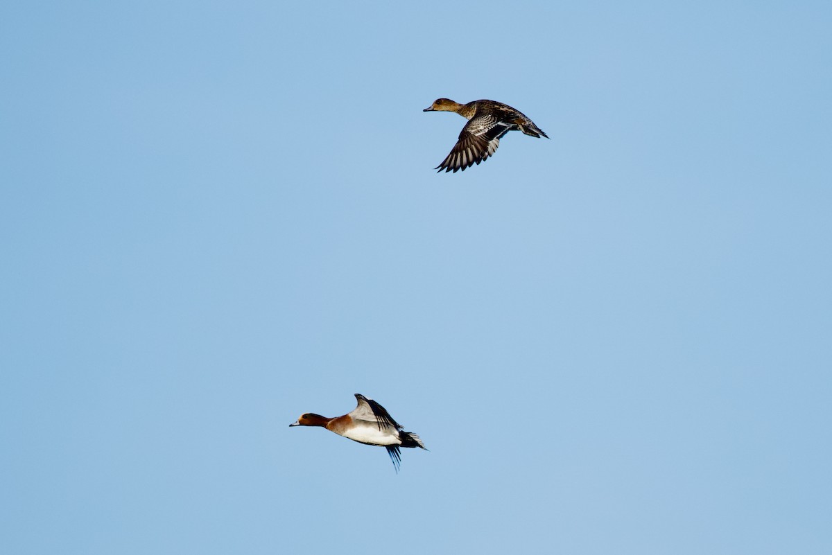 Eurasian Wigeon - ML646409263