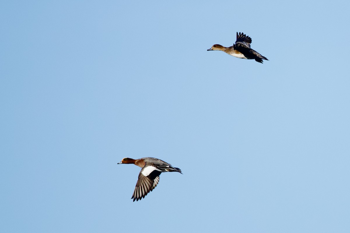 Eurasian Wigeon - ML646409264