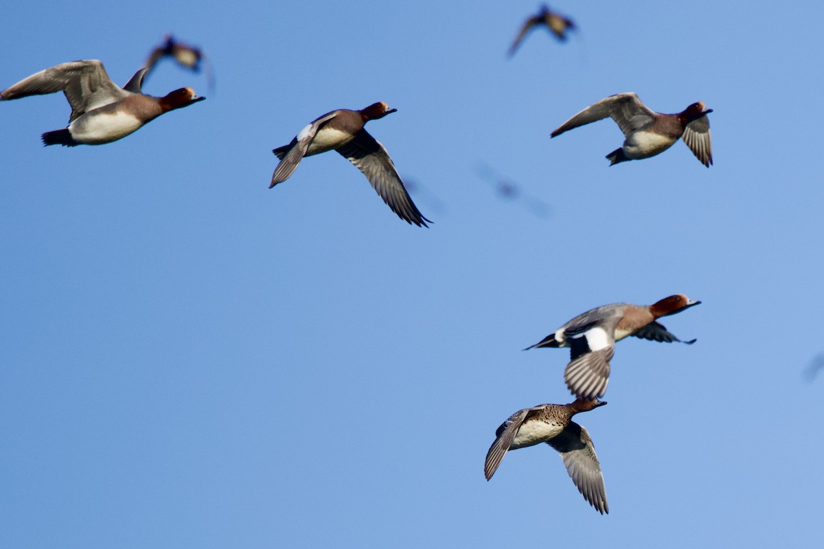 Eurasian Wigeon - ML646409265