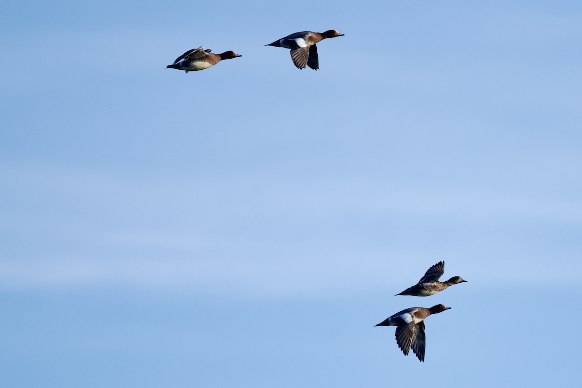 Eurasian Wigeon - ML646409266
