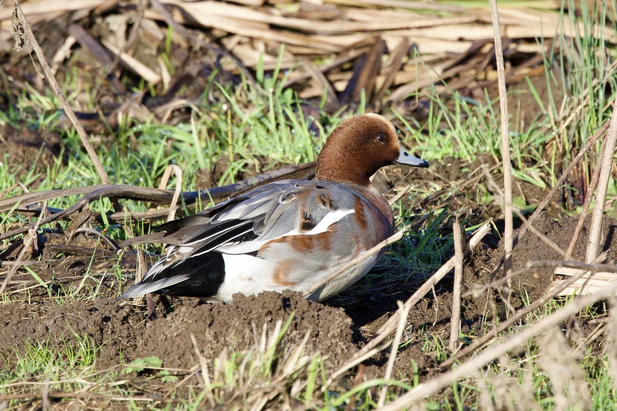 Eurasian Wigeon - ML646409267
