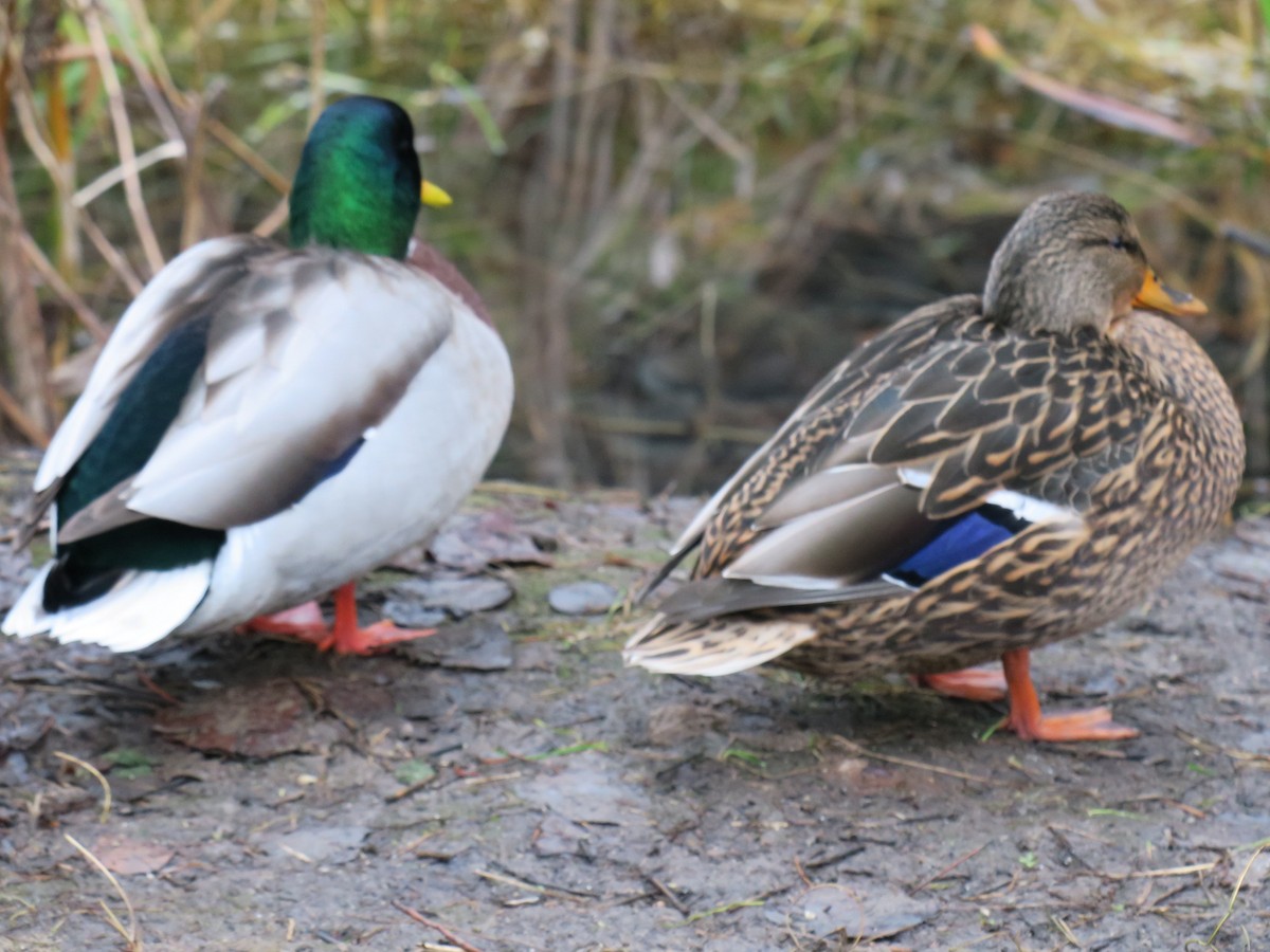 Mallard - ML646409268