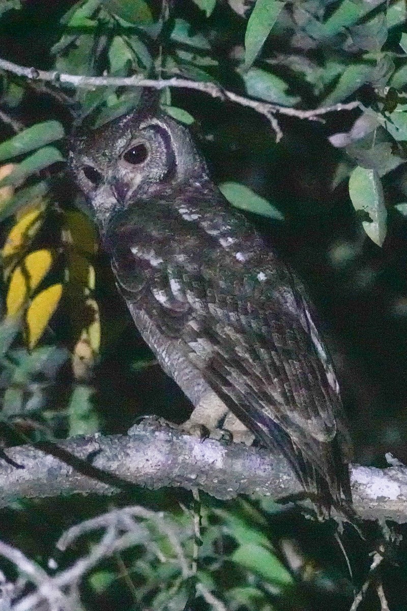 výr šedivý - ML646409270