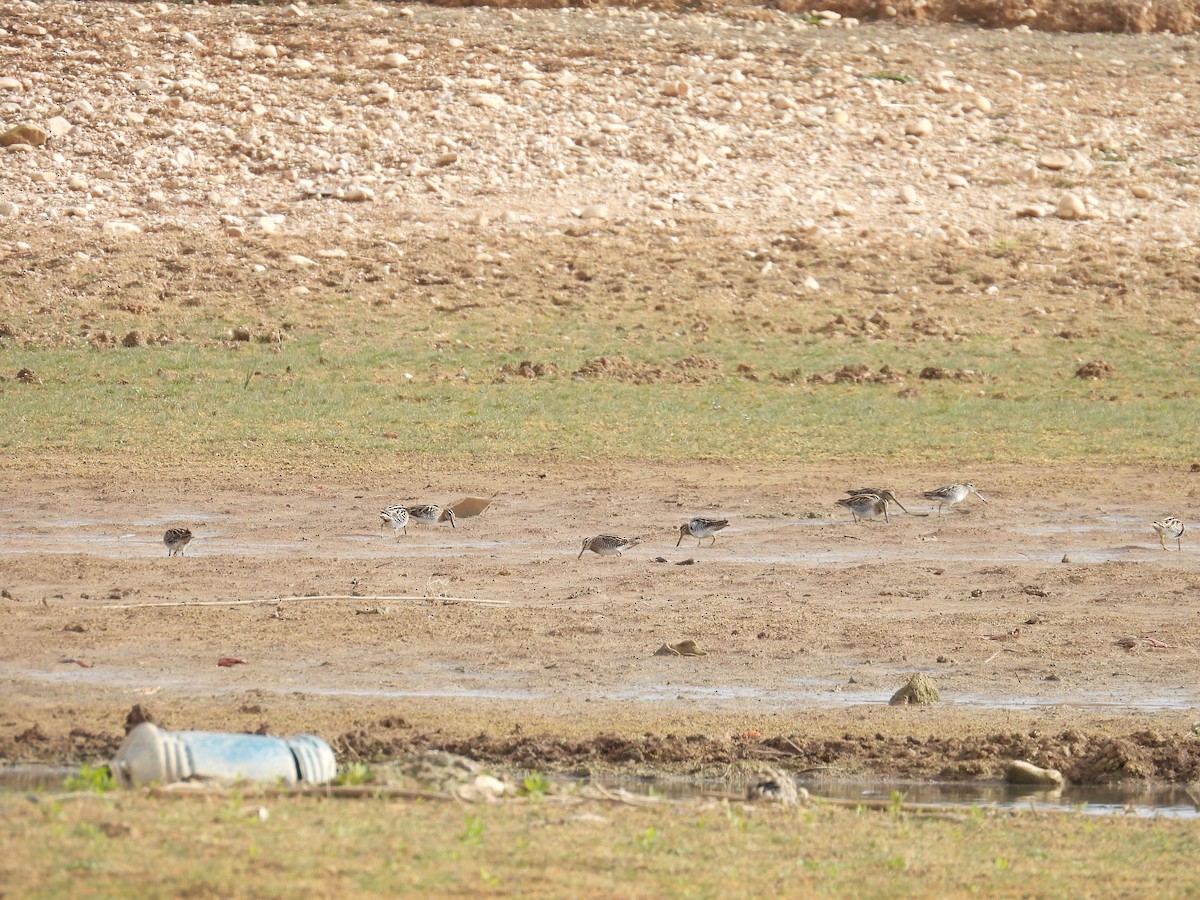 Common Snipe - ML646409271