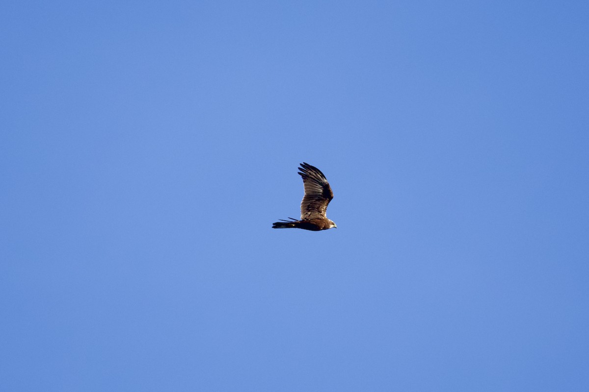 Western Marsh Harrier - ML646409272