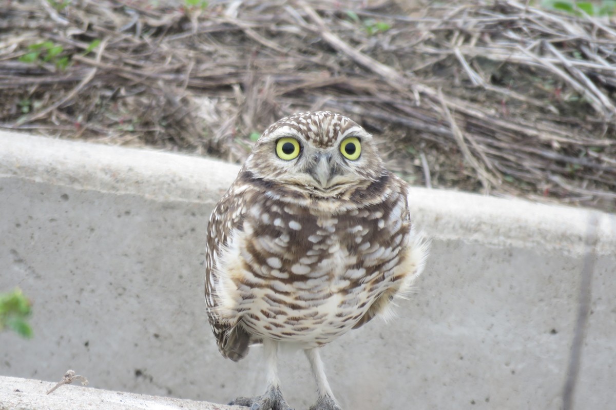 Burrowing Owl - ML646409273