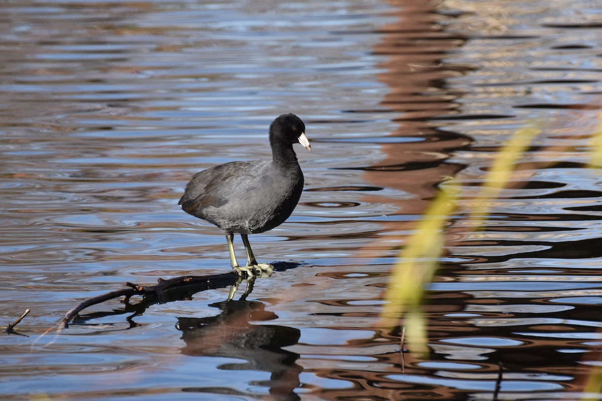 American Coot - ML646409275