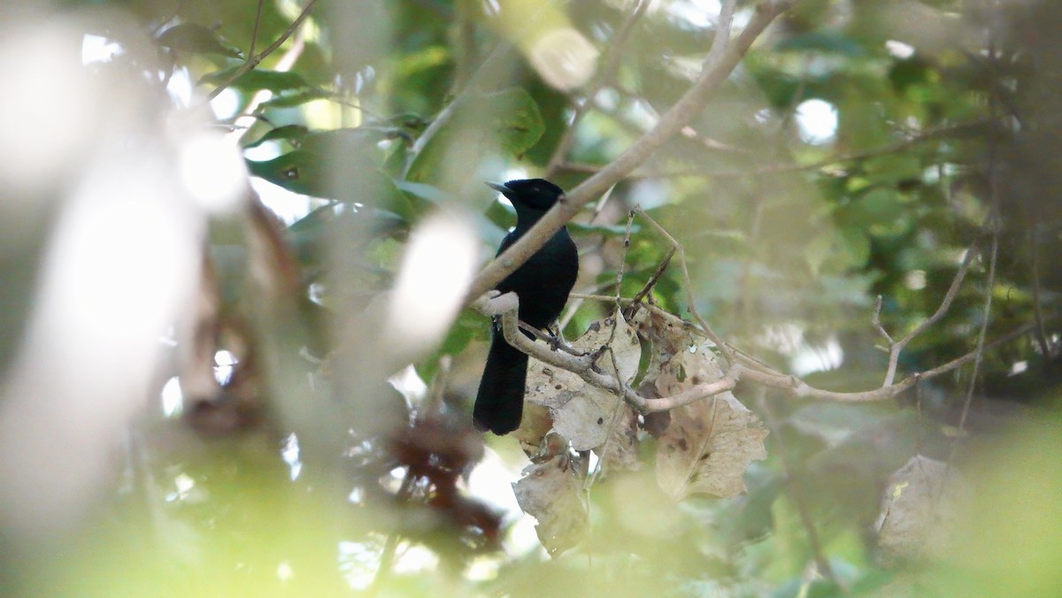 Shining Flycatcher - ML646409276
