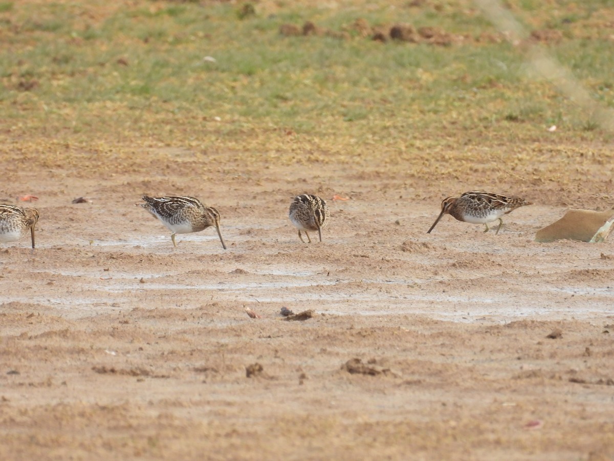 Common Snipe - ML646409283