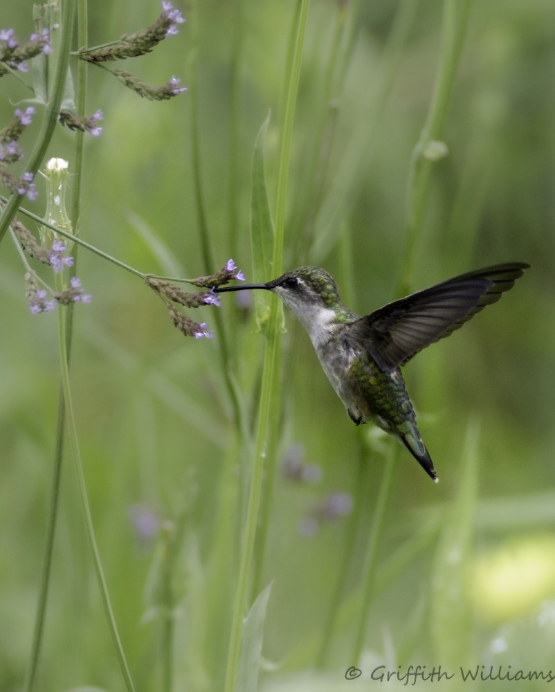 Колібрі рубіновогорлий - ML646409284