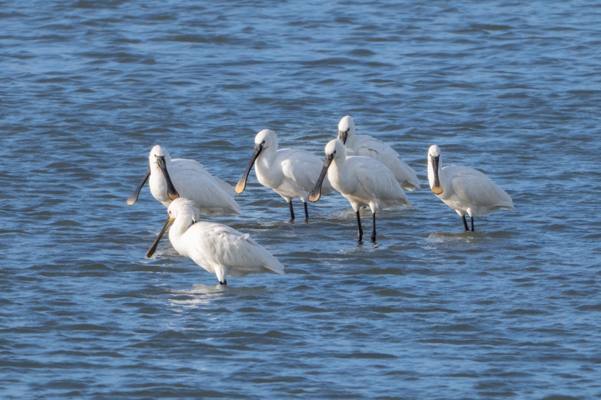 Eurasian Spoonbill - ML646409287