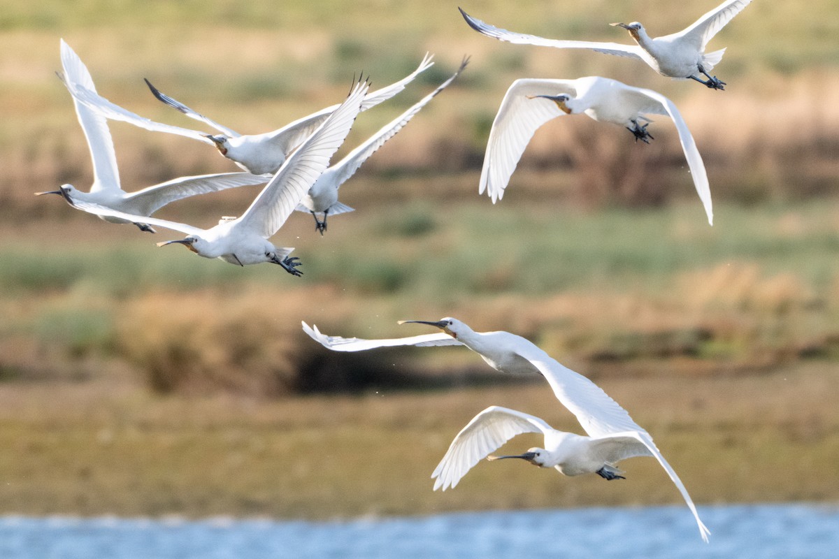 Eurasian Spoonbill - ML646409288