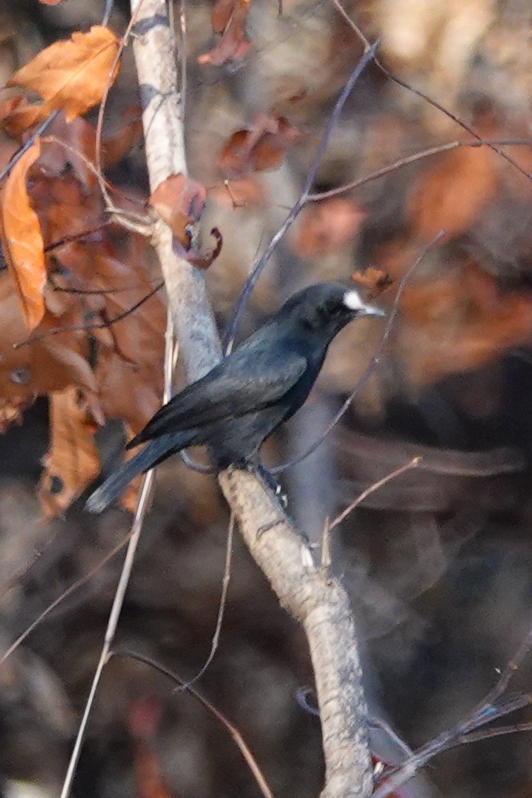 White-fronted Black-Chat - ML646409290