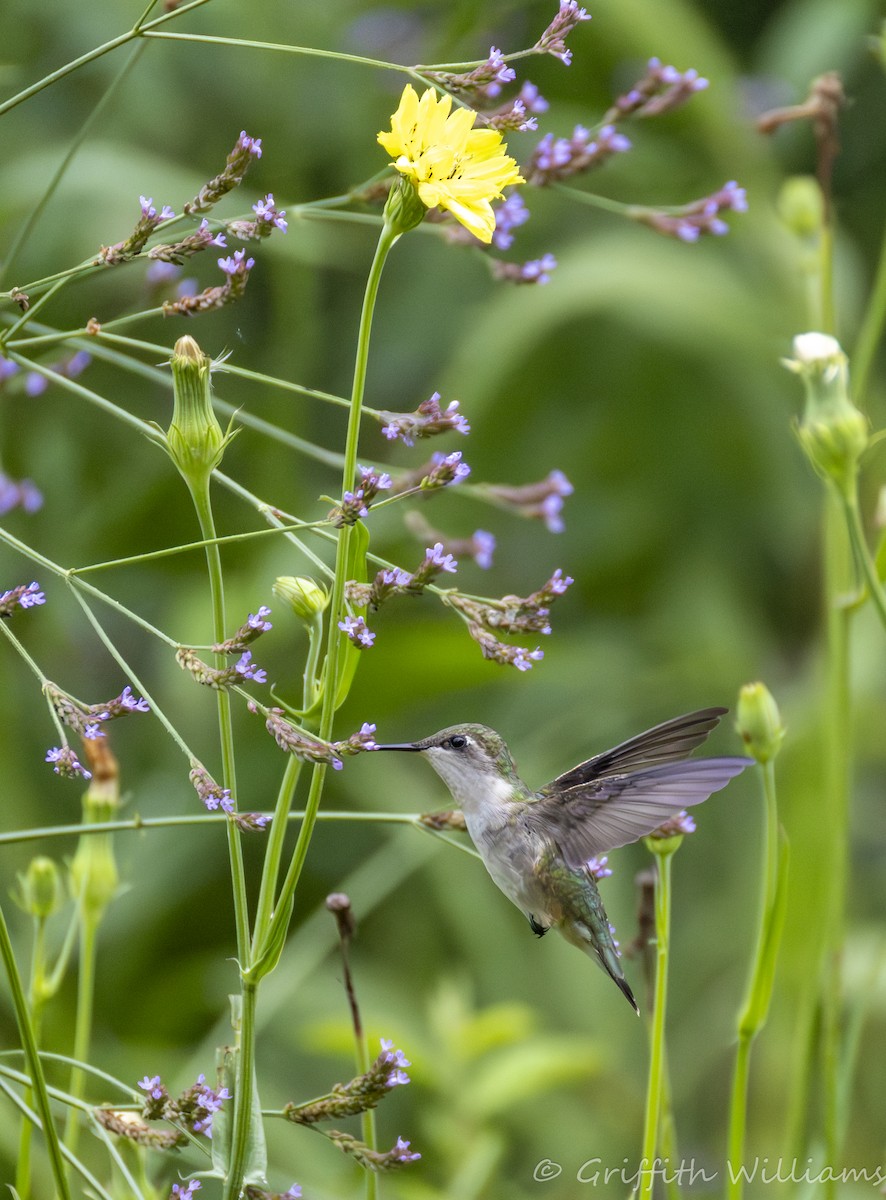 Колібрі рубіновогорлий - ML646409293