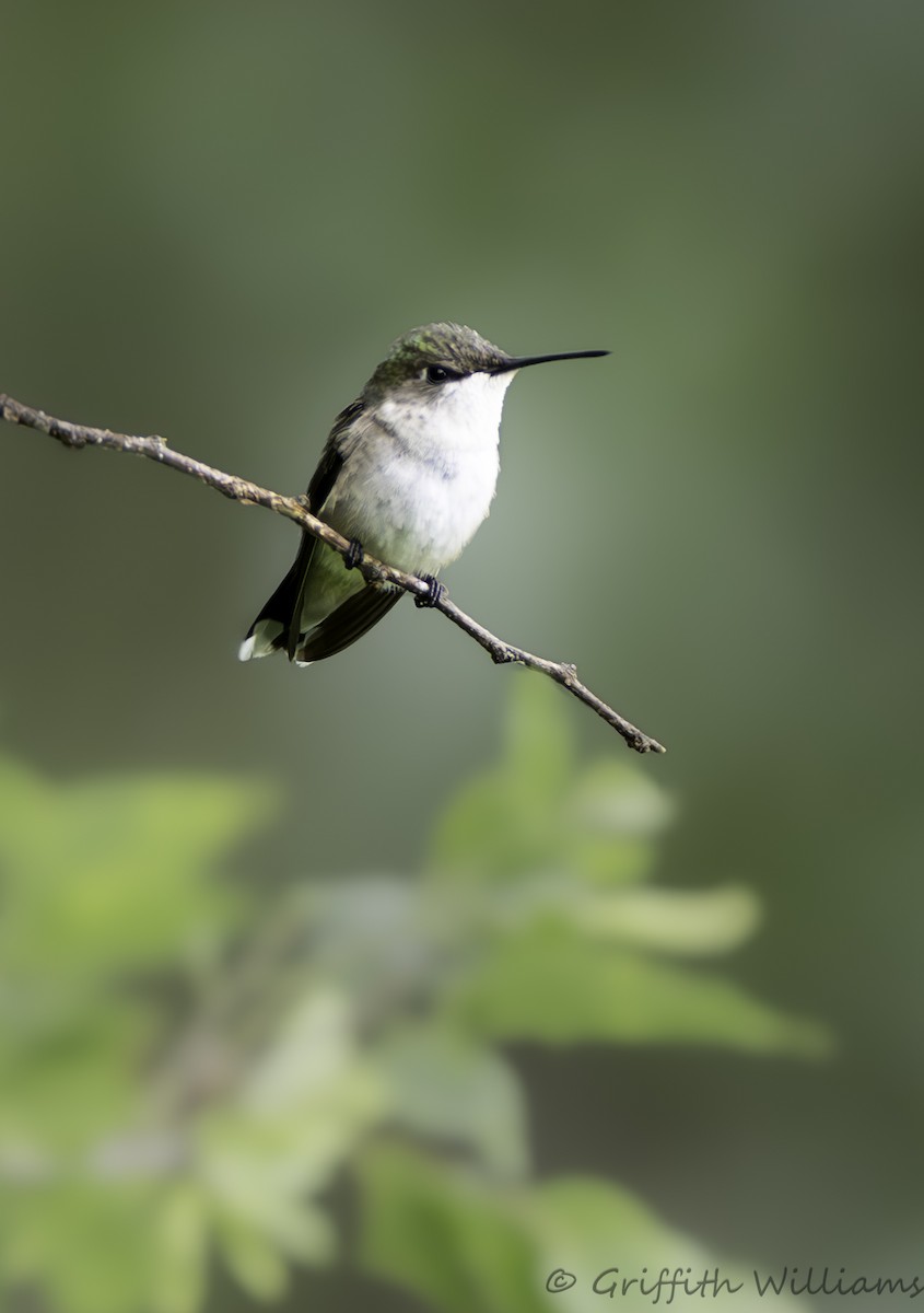 Колібрі рубіновогорлий - ML646409301