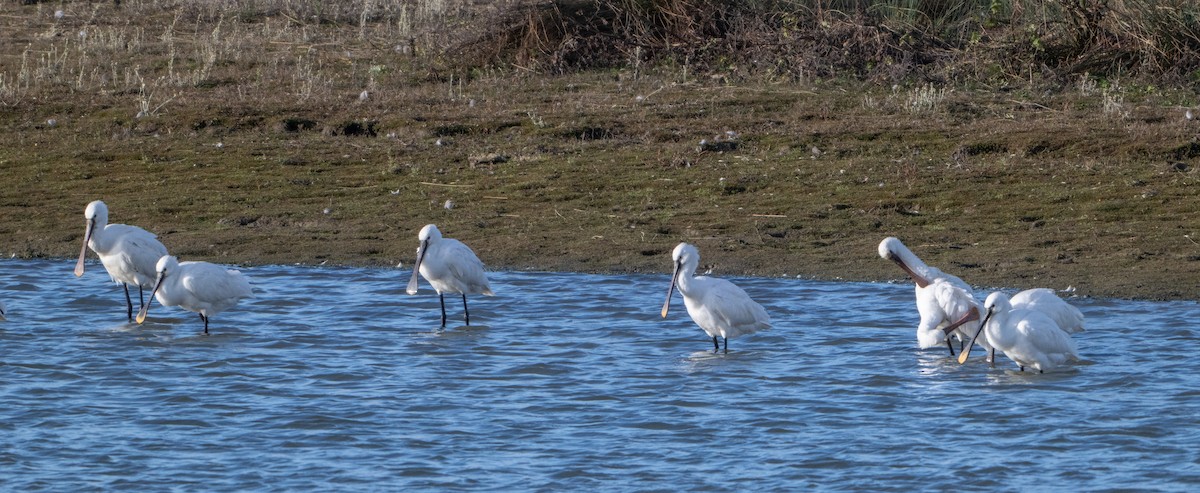 Eurasian Spoonbill - ML646409302
