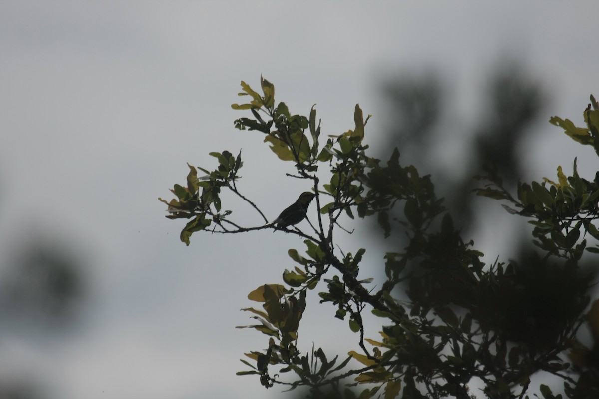 Golden-cheeked Warbler - ML646409303