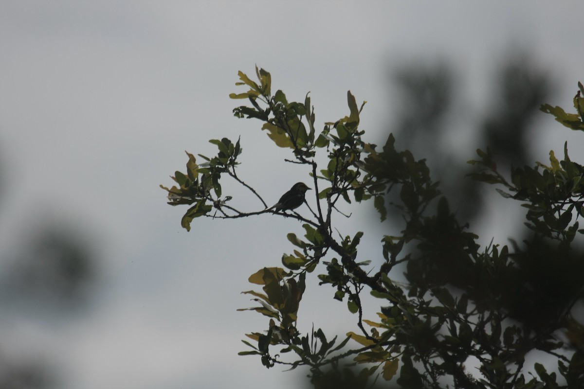 Golden-cheeked Warbler - ML646409304