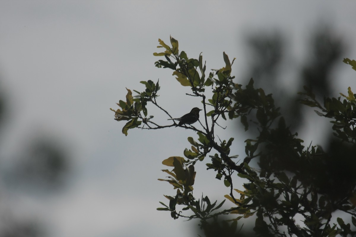 Golden-cheeked Warbler - ML646409305