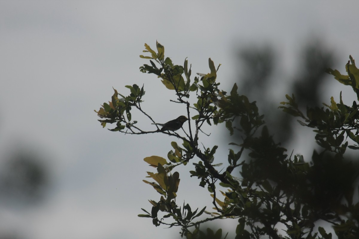 Golden-cheeked Warbler - ML646409307