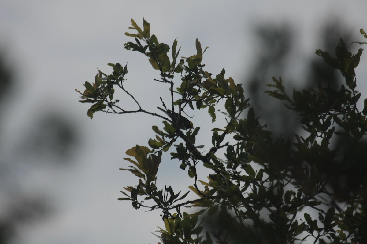 Golden-cheeked Warbler - ML646409308