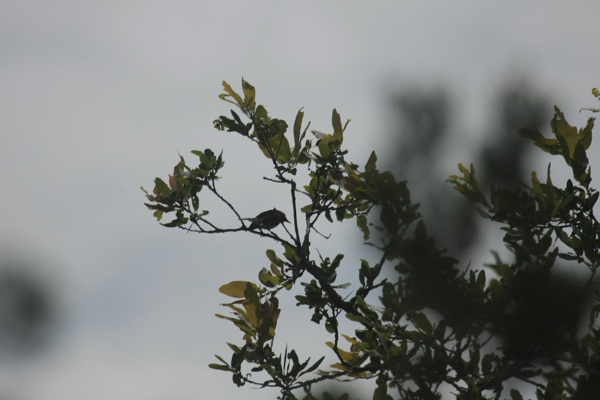 Golden-cheeked Warbler - ML646409309