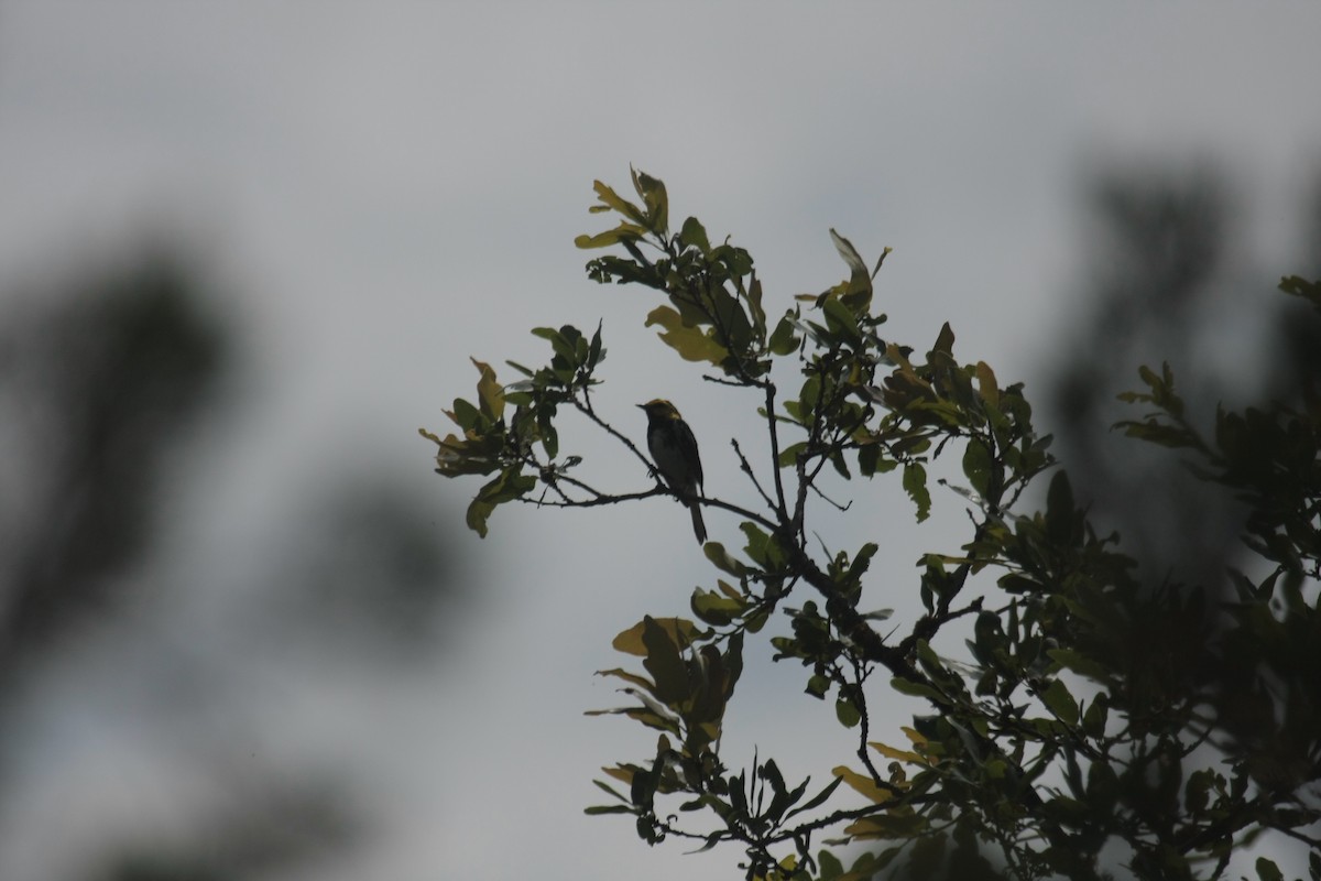 Golden-cheeked Warbler - ML646409310