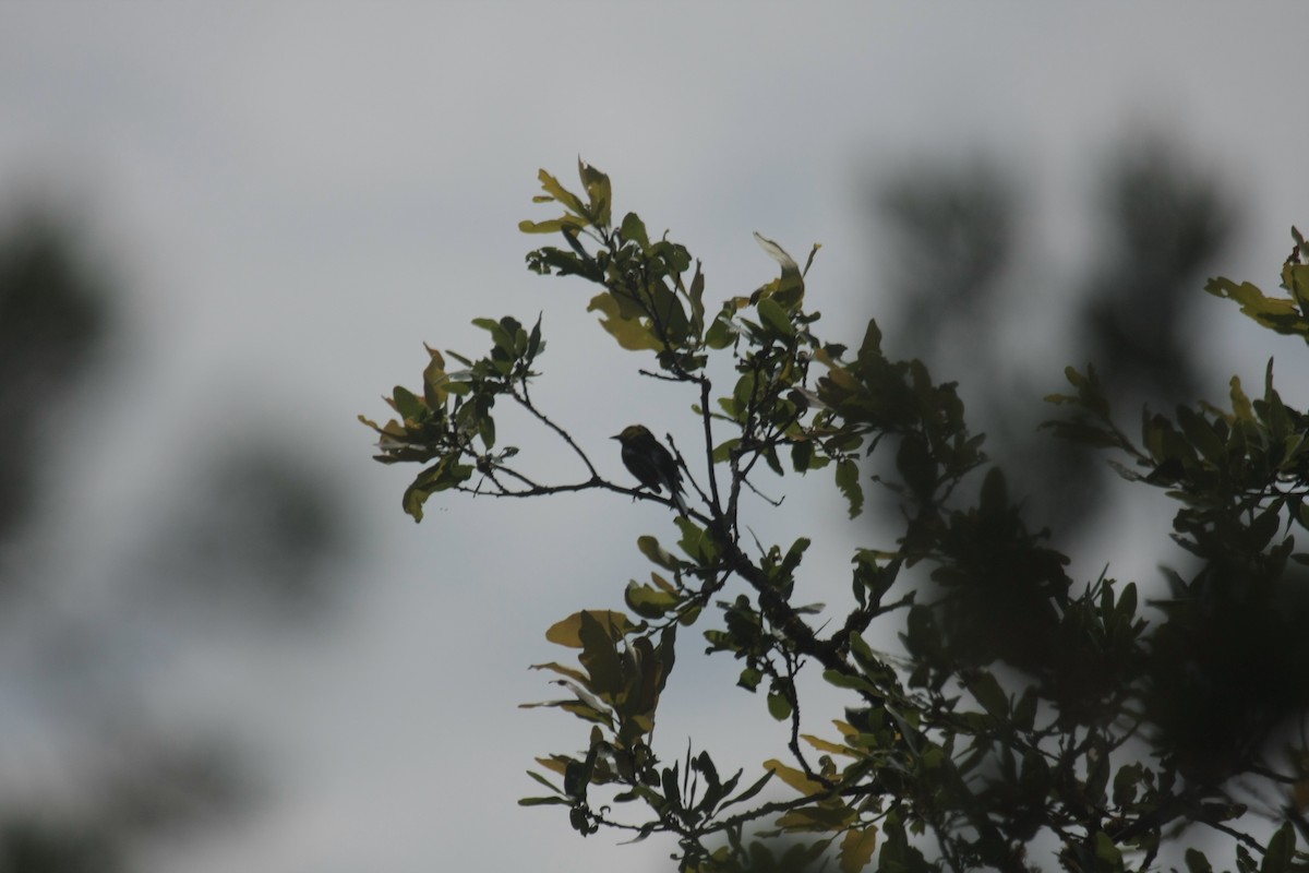 Golden-cheeked Warbler - ML646409311