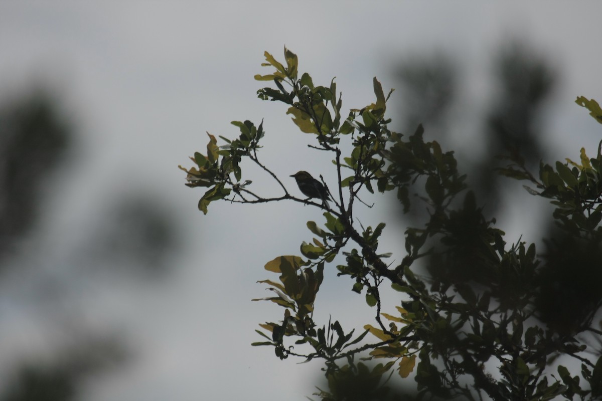 Golden-cheeked Warbler - ML646409312