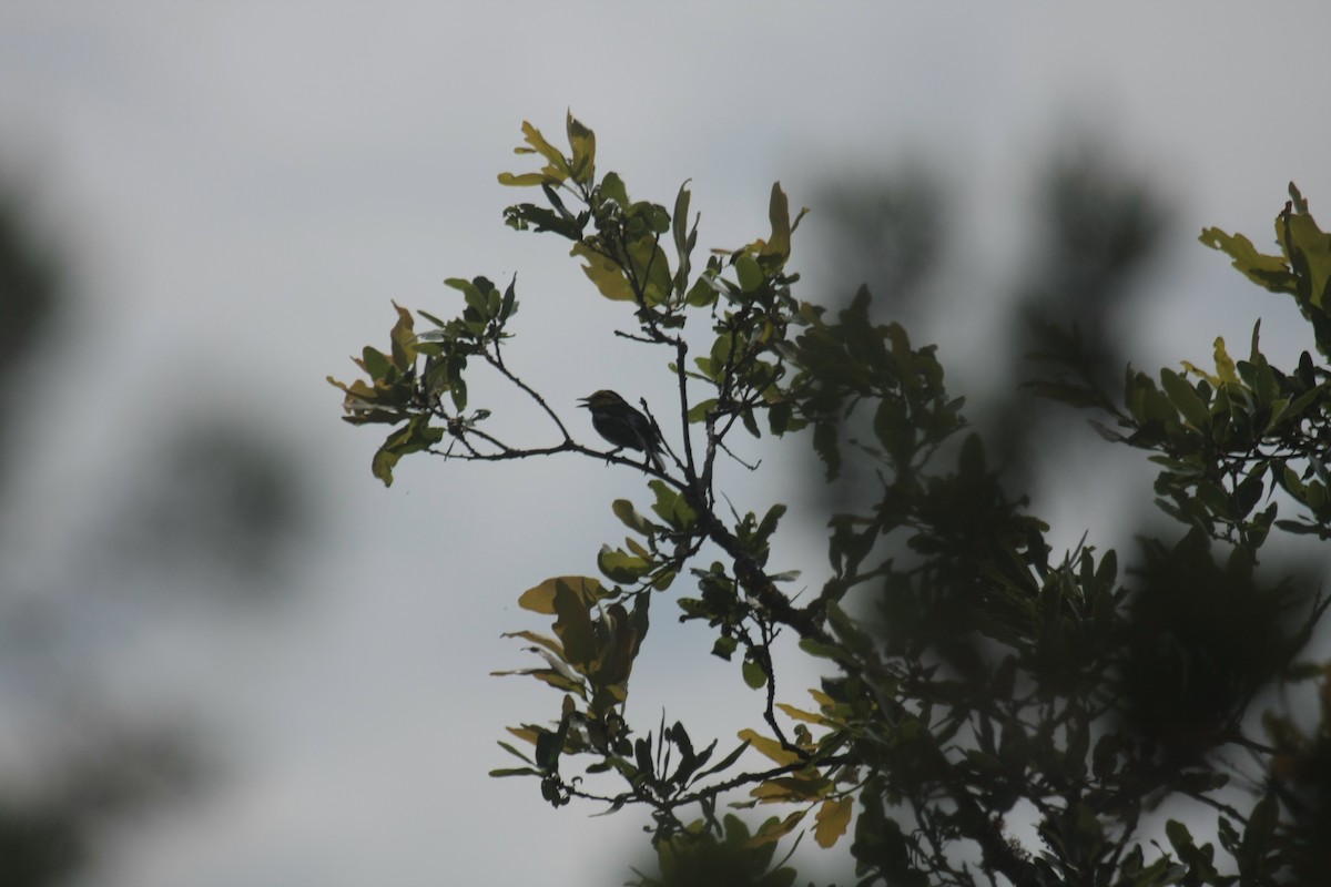 Golden-cheeked Warbler - ML646409313