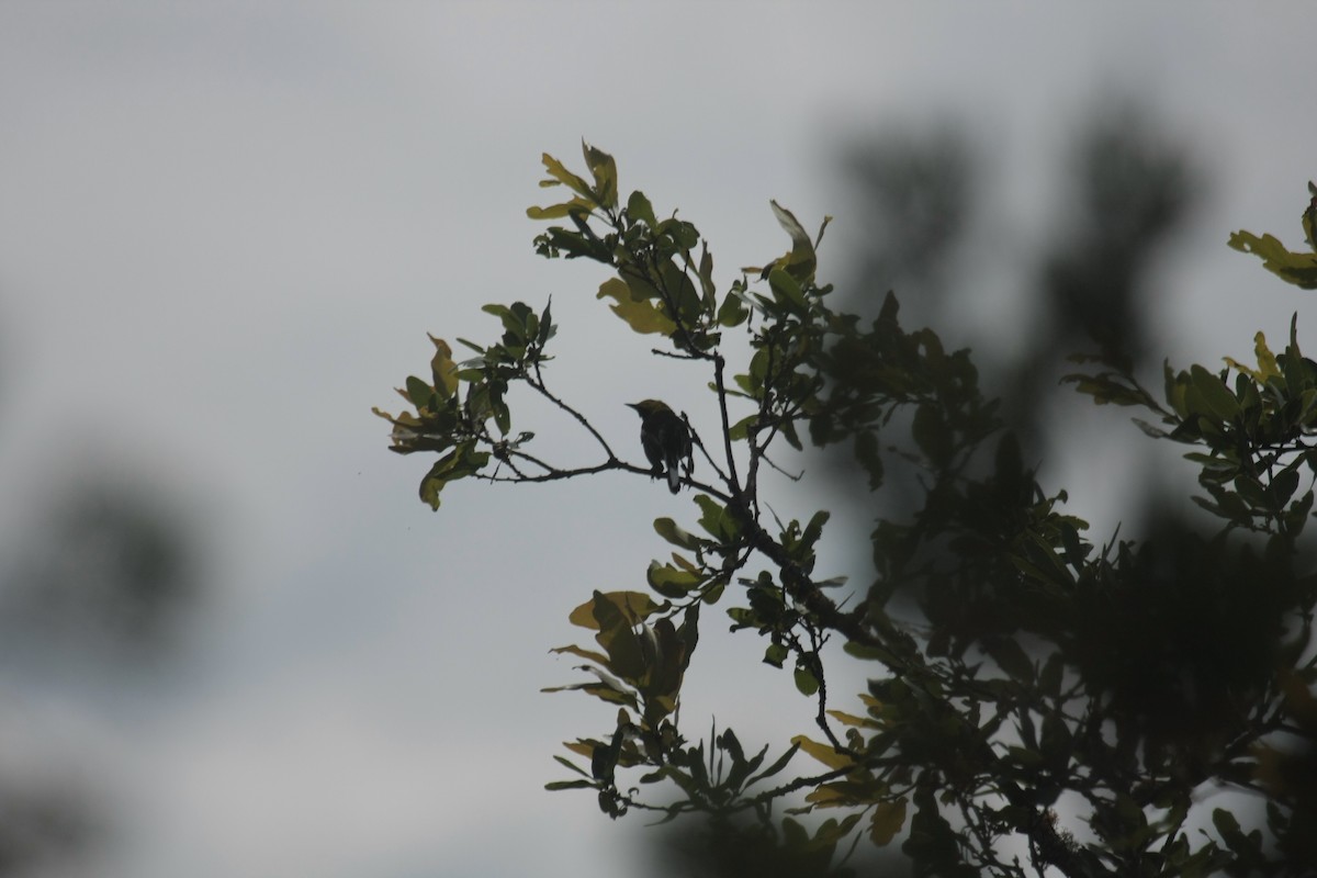 Golden-cheeked Warbler - ML646409314