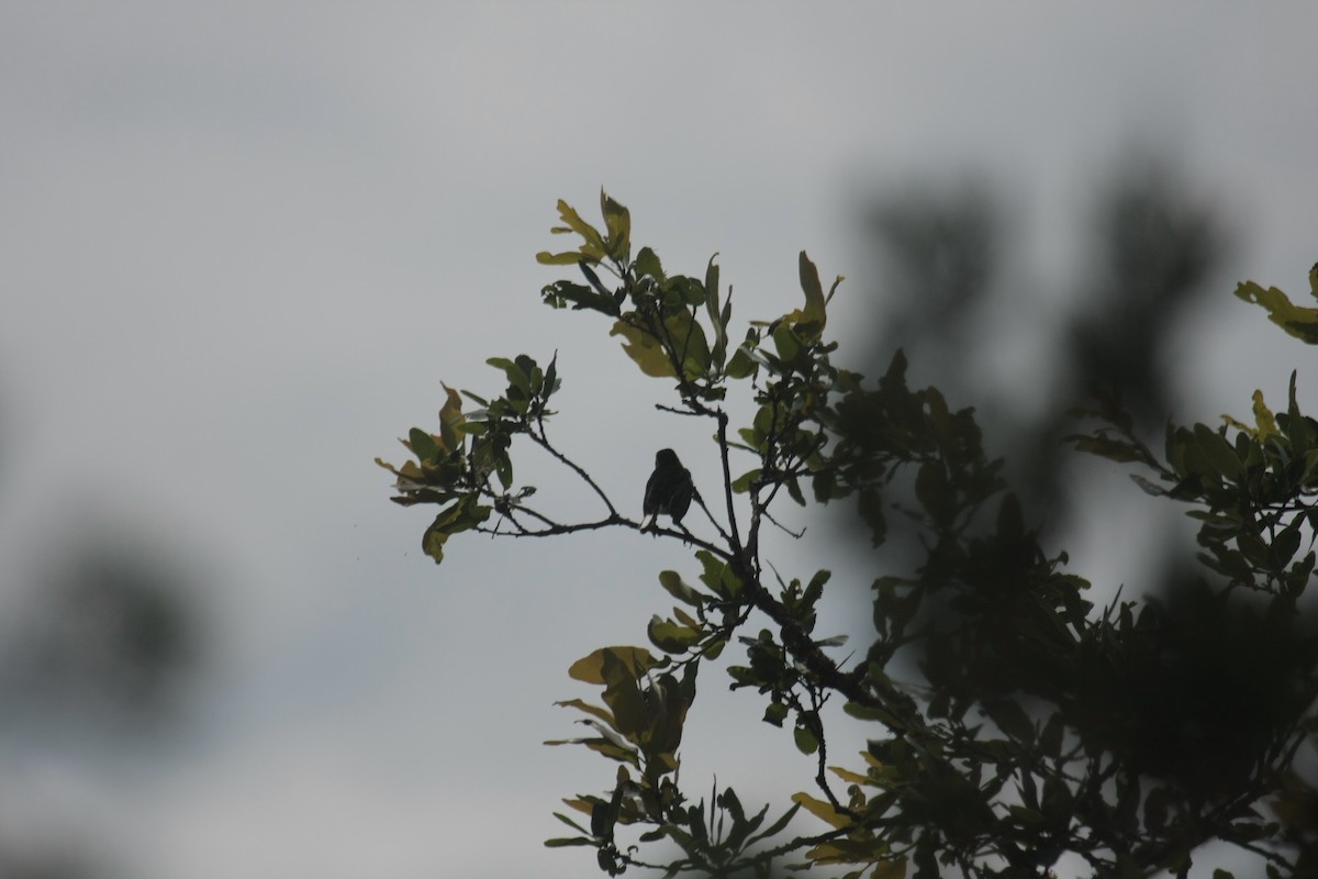 Golden-cheeked Warbler - ML646409315