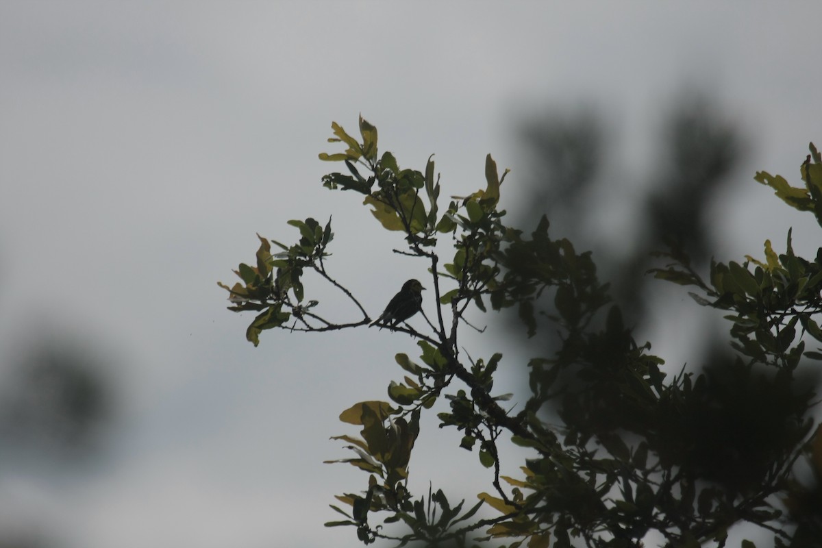 Golden-cheeked Warbler - ML646409316