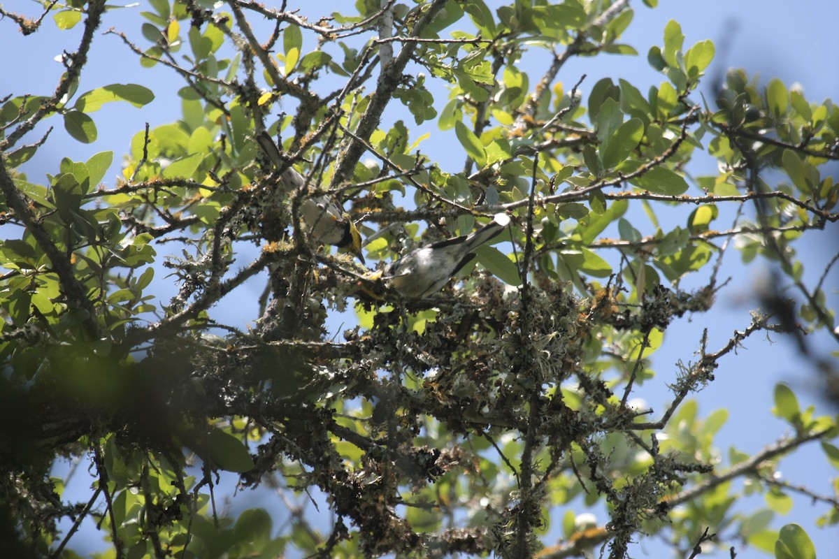 Golden-cheeked Warbler - ML646409317