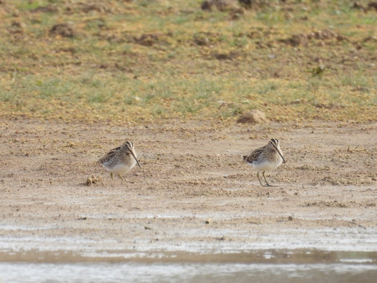 Common Snipe - ML646409318