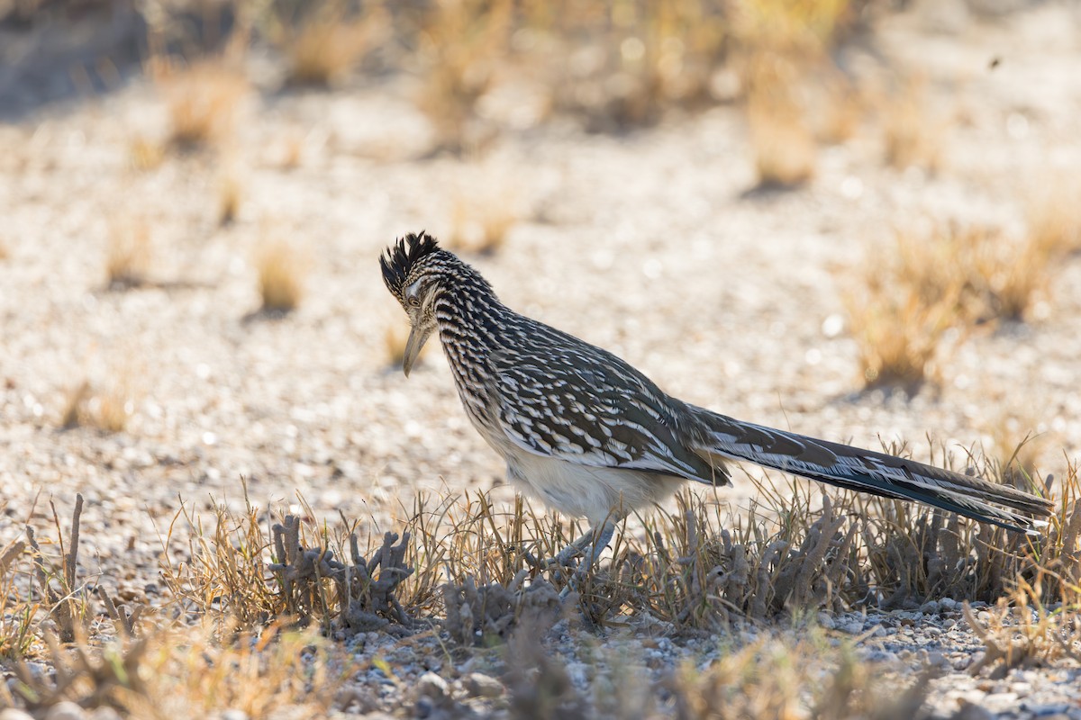 kukačka kohoutí - ML646409321