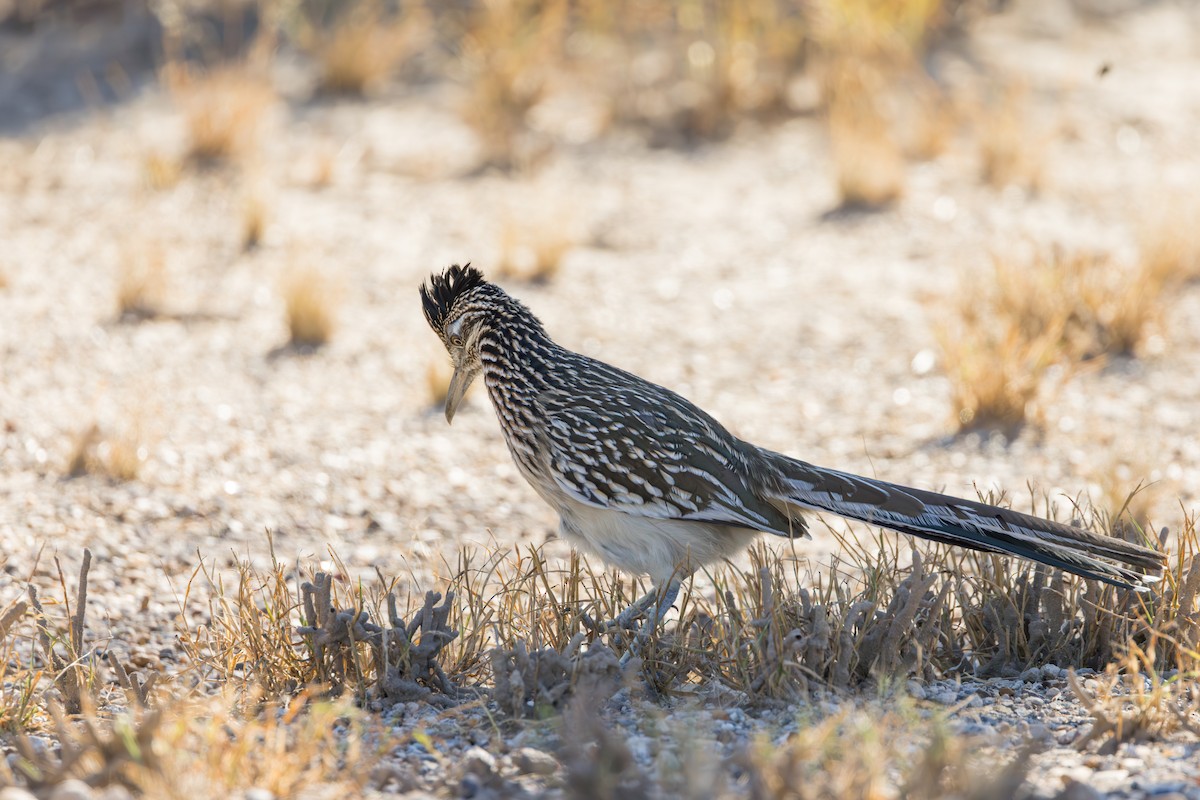 kukačka kohoutí - ML646409322