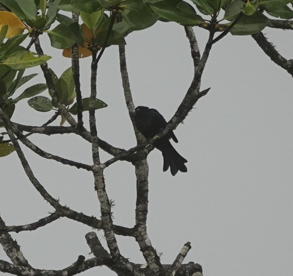 Drongo de Palawan (palawanensis) - ML646409327
