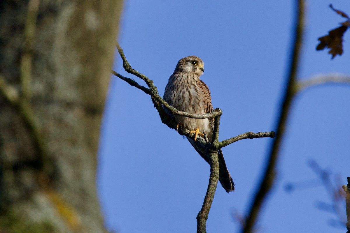 Eurasian Kestrel - ML646409328