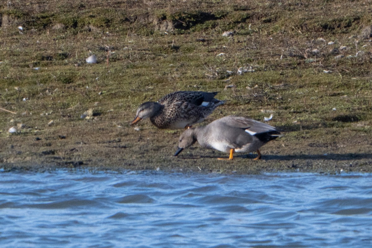 Gadwall - ML646409335
