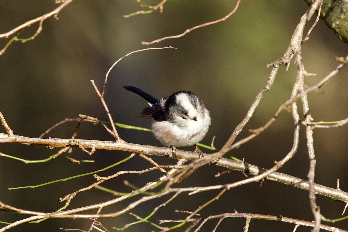 Long-tailed Tit - ML646409337